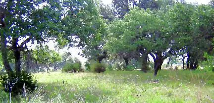 Texas meadow