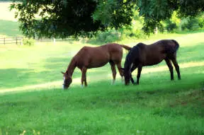 horses grazing