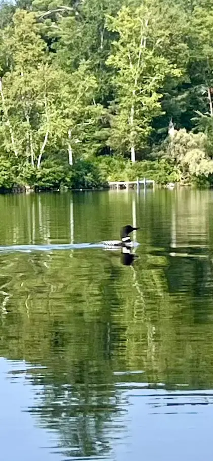 loon2 in lake